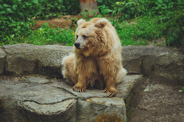 Brown bear in the forest. Big brown bear. The bear is sitting on a rock.