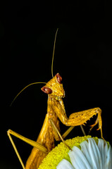 Close up of pair of Beautiful European mantis ( Mantis religiosa )