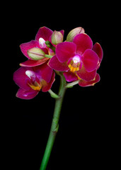 Fototapeta na wymiar Red orchids