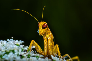 Close up of pair of Beautiful European mantis ( Mantis religiosa )
