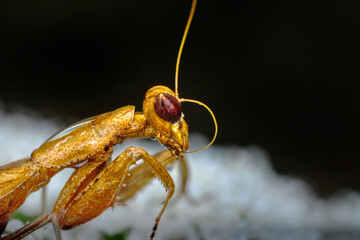 Close up of pair of Beautiful European mantis ( Mantis religiosa )