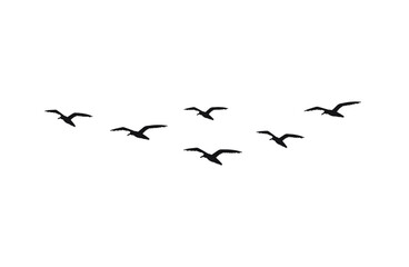 Vector hand drawn doodle sketch flying seagull birds flock silhouette isolated on white background