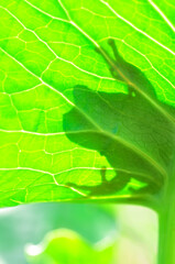 Beautiful Europaean Tree frog Hyla arborea 