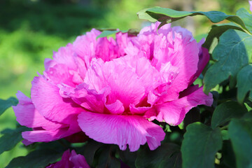 Fototapeta premium Beautiful pink peonies. Peonies in the garden. Beautiful background. 