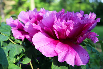 Beautiful pink peonies. Peonies in the garden. Beautiful background. 