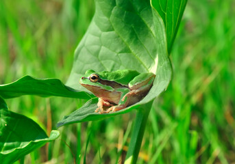 Beautiful Europaean Tree frog Hyla arborea 