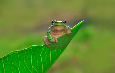Beautiful Europaean Tree frog Hyla arborea 