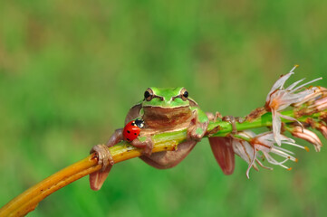 Beautiful Europaean Tree frog Hyla arborea 
