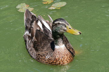 Duck swimming shows its right side of the face