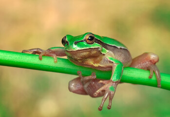 Beautiful Europaean Tree frog Hyla arborea 