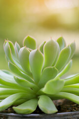 Echeveria succulent plant with green summer background.