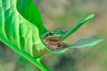 Beautiful Europaean Tree frog Hyla arborea 
