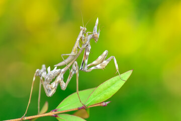 Close up of pair of Beautiful European mantis ( Mantis religiosa )