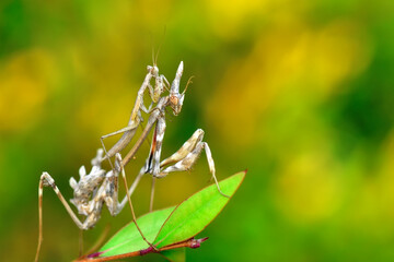 Close up of pair of Beautiful European mantis ( Mantis religiosa )