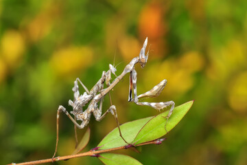 Close up of pair of Beautiful European mantis ( Mantis religiosa )