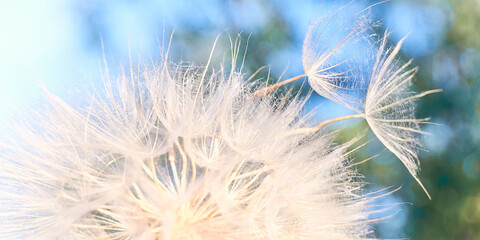 Dandelion seeds blowing away over fresh blue green background