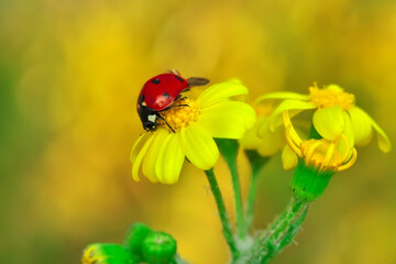 Beautiful ladybug on leaf defocused background