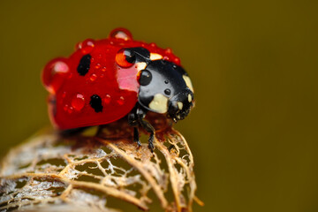 Beautiful ladybug on leaf defocused background