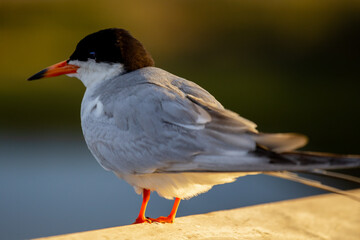 Tern Bird Sitting on Railing in late day sun