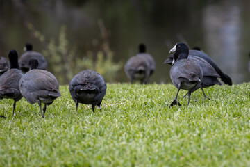 American Coot birds on grass, walking toward the lake