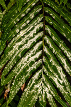 Fern Leaf (Stenochlaena tenuifolia)