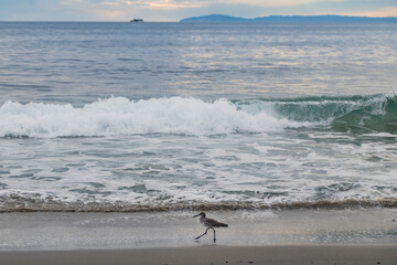 Sandpiper walking along edge of ocean on the sand with waves in the background