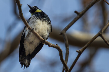 Woodpecker sitting on tree branch