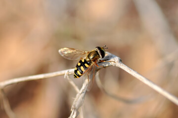 Macro shot of a hoverfly in the garden