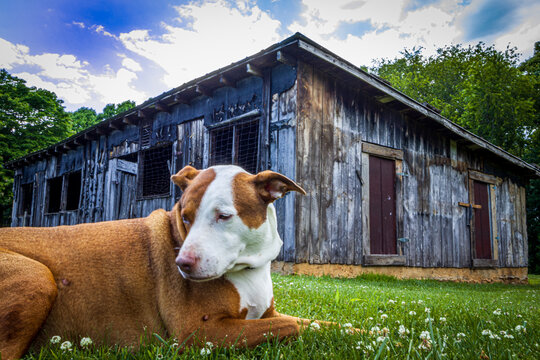 A dog and his barn