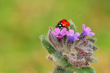 Beautiful ladybug on leaf defocused background