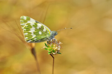 Closeup beautiful butterfly sitting on the flower in a summer garden