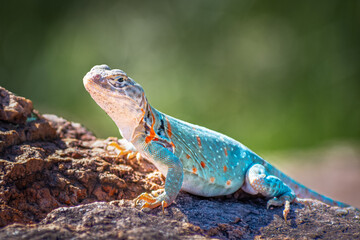 Colorfull Collared Lizard