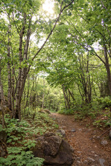 Fototapeta premium Florest North Canada - Tadoussac