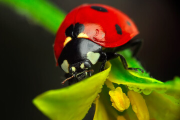 Beautiful ladybug on leaf defocused background