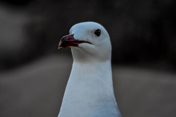close up of a seagull