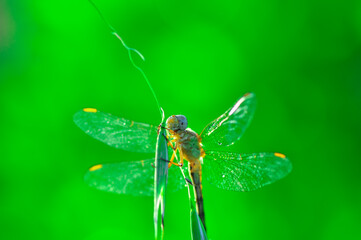 Macro shots, Beautiful nature scene dragonfly.   