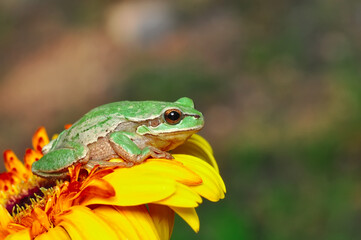 Beautiful Europaean Tree frog Hyla arborea 