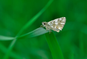 Macro Photography of Yellow Moth on Twig of Plant.