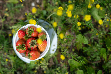 A white cup of strawberries in the grass and yellow flowers. Flat lay, concept good summer morning.
