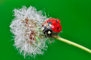Beautiful ladybug on leaf defocused background