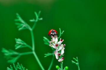 Beautiful ladybug on leaf defocused background