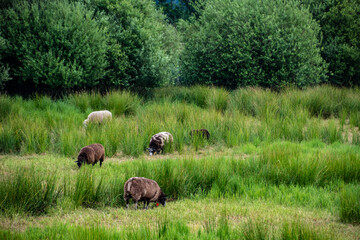 Sheeps in a meadow on green grass. A group of sheeps grazing in a field.