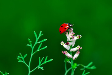 Beautiful ladybug on leaf defocused background