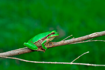 Beautiful Europaean Tree frog Hyla arborea 