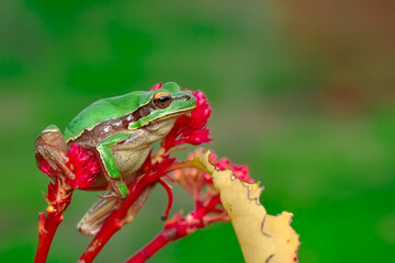 Beautiful Europaean Tree frog Hyla arborea 
