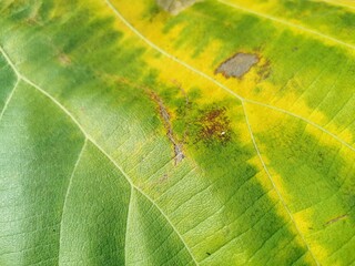 Texture of the teak leaves. The tissues of the leaves begin to rot.