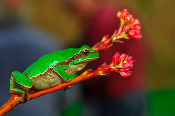 Beautiful Europaean Tree frog Hyla arborea 