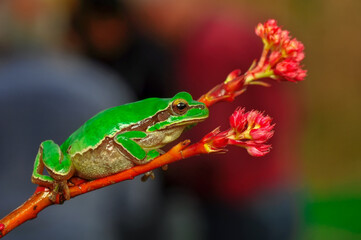 Beautiful Europaean Tree frog Hyla arborea 