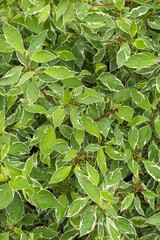 Dogwood shrub close up. Full frame of fresh white green spring leaves for background 