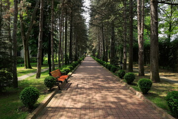Fototapeta premium Walk in a wooded park. View of wooded park along with wooden sofa.